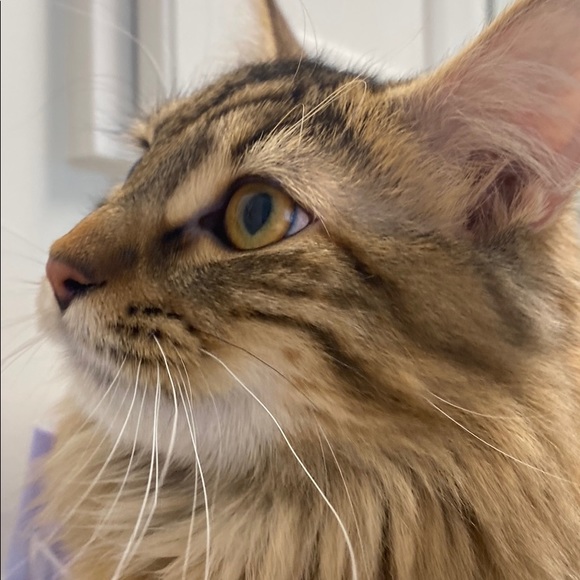 Meet your Posher, Chloe - Picture 1 of 1